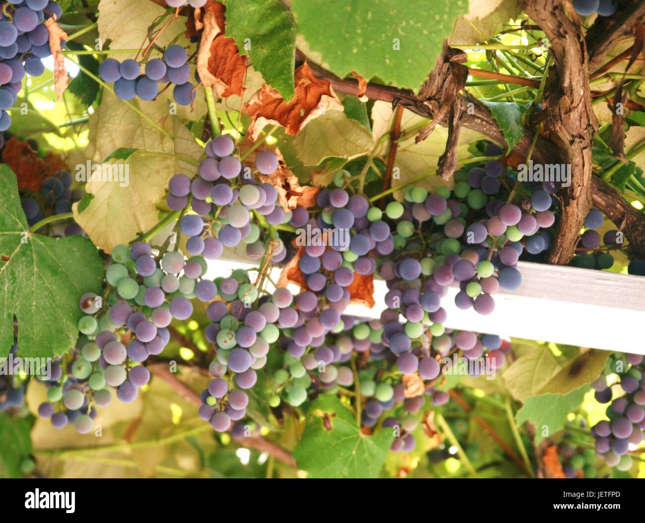 grapes ripening and hanging from arbor Stock Photo Alamy
