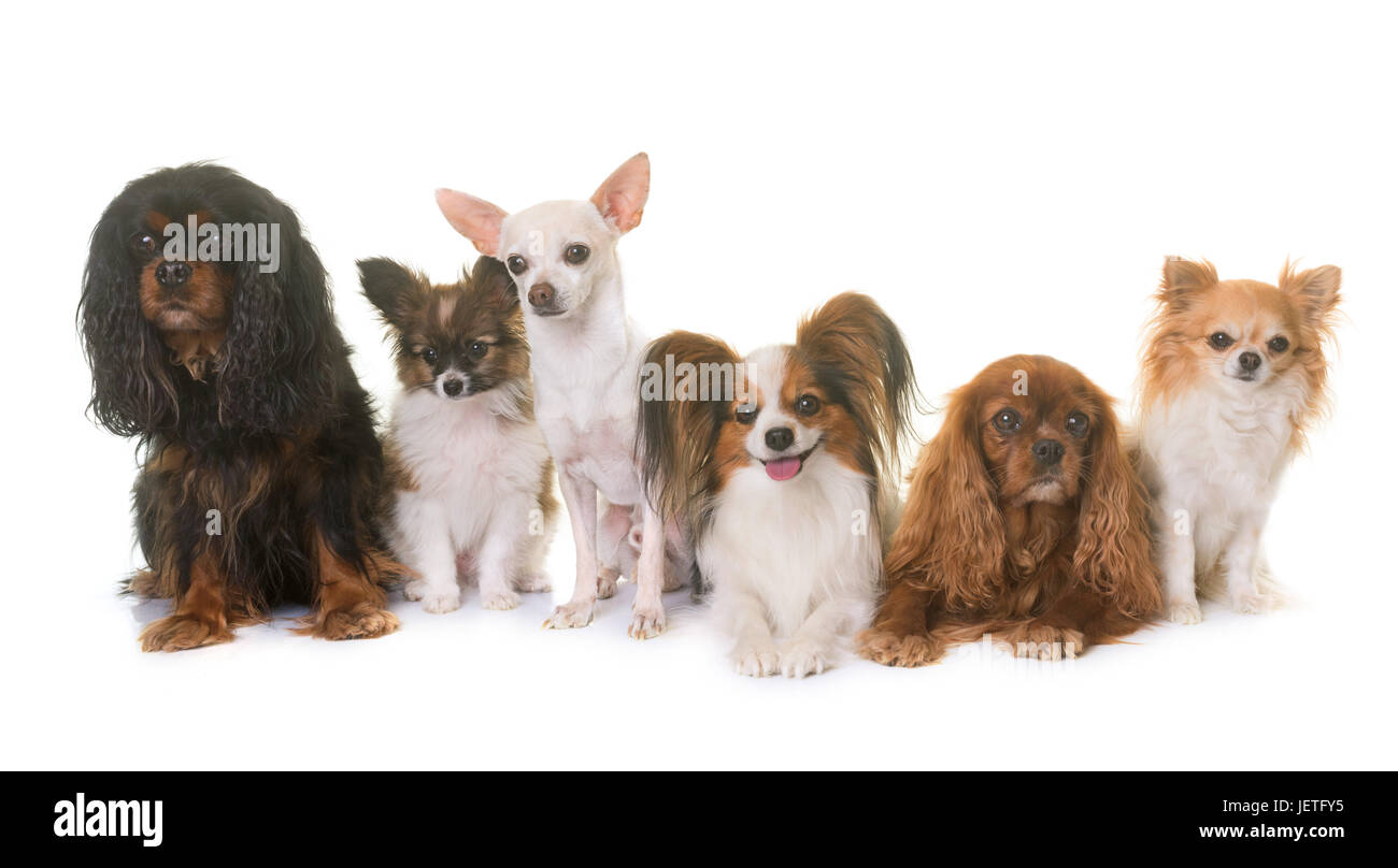 group of little dogs in front of white background Stock Photo - Alamy