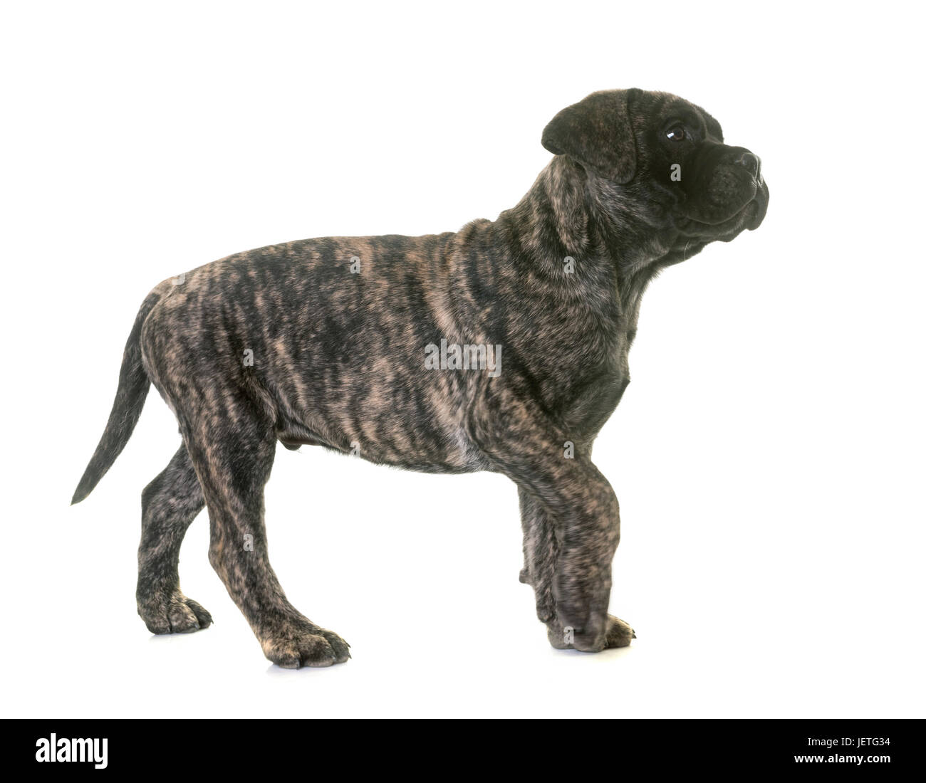 puppy bullmastiff in front of white background Stock Photo - Alamy