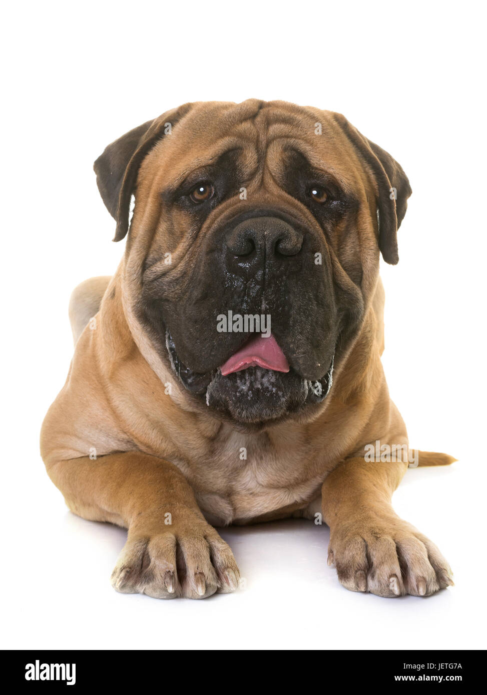 puppy bullmastiff in front of white background Stock Photo - Alamy