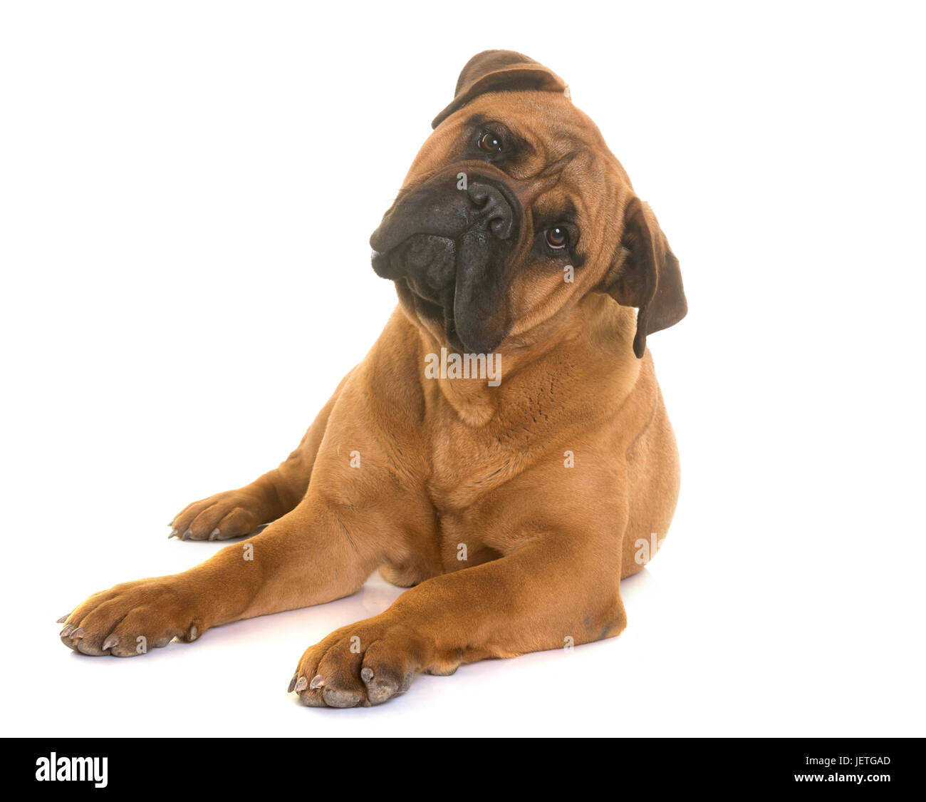 puppy bullmastiff in front of white background Stock Photo - Alamy