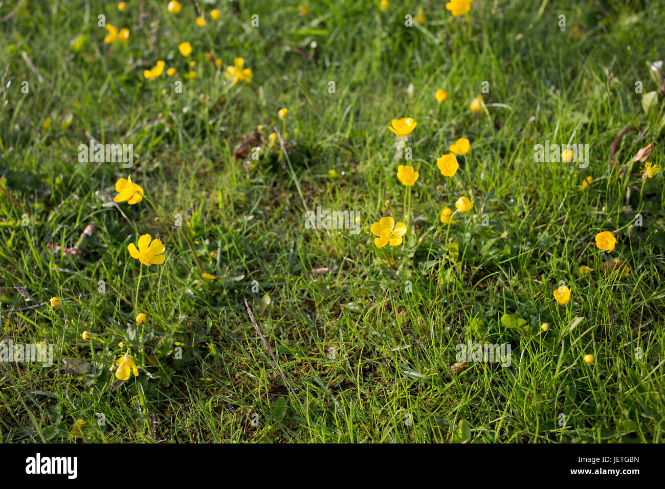 Background with green grass and flowers of Creeping Buttercup (Ranunculus repens) Stock Photo