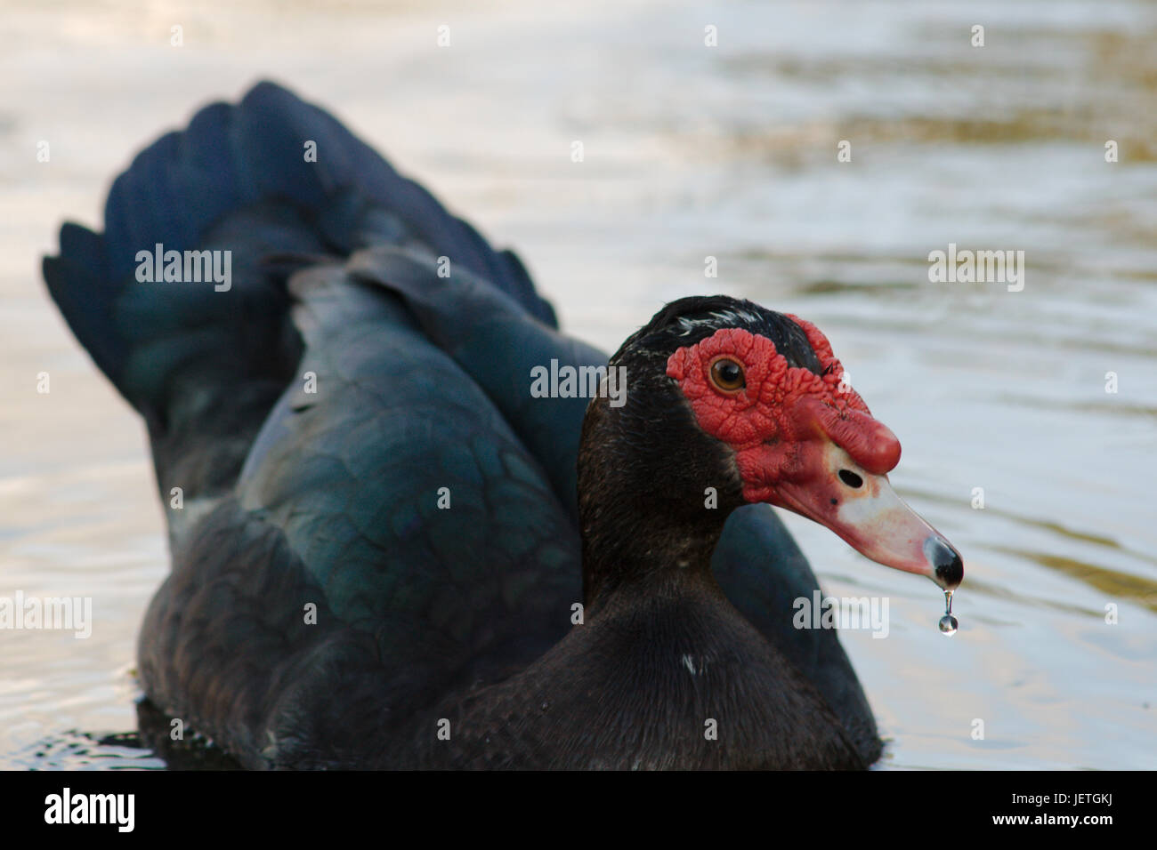 black Muscovy duck with water droplet on beak Stock Photo