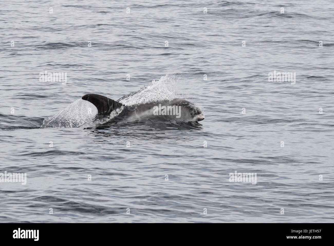 White-beaked dolphin, Lagenorhynchus albirostris, surfacing, near the Farne Islands, near Newcastle, North Sea, England Stock Photo