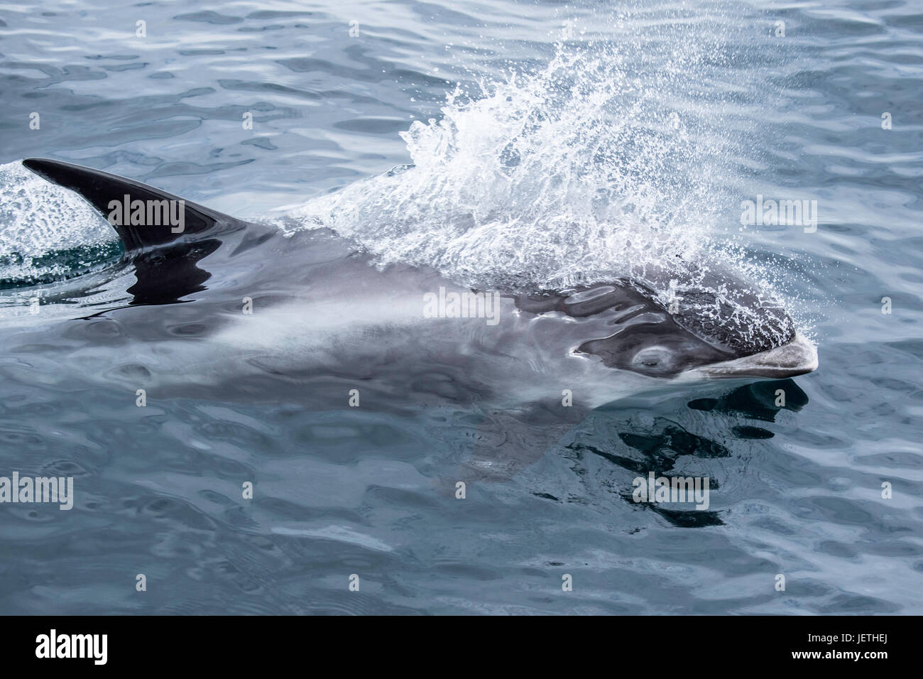 White-beaked dolphin, Lagenorhynchus albirostris, surfacing, near the Farne Islands, near Newcastle, North Sea, England Stock Photo