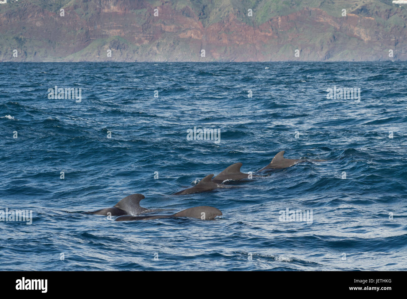Short-finned pilot whale group, Globicephala macrorhynchus, surfacing, showing dorsal fin, with Island of Madeira in background, North Atlantic Ocean Stock Photo