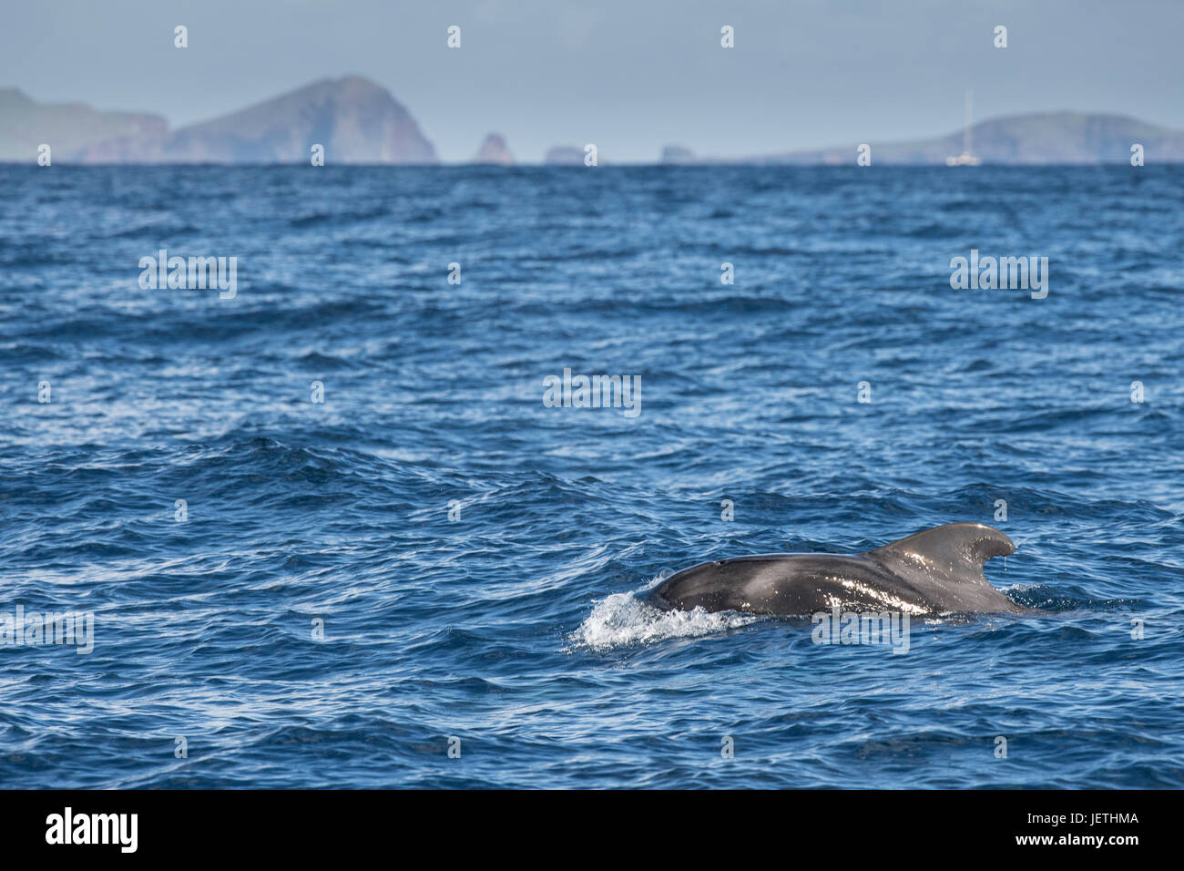 Short-finned pilot whale, Globicephala macrorhynchus, surfacing, showing dorsal fin, Island of Madeira, North Atlantic Ocean Stock Photo