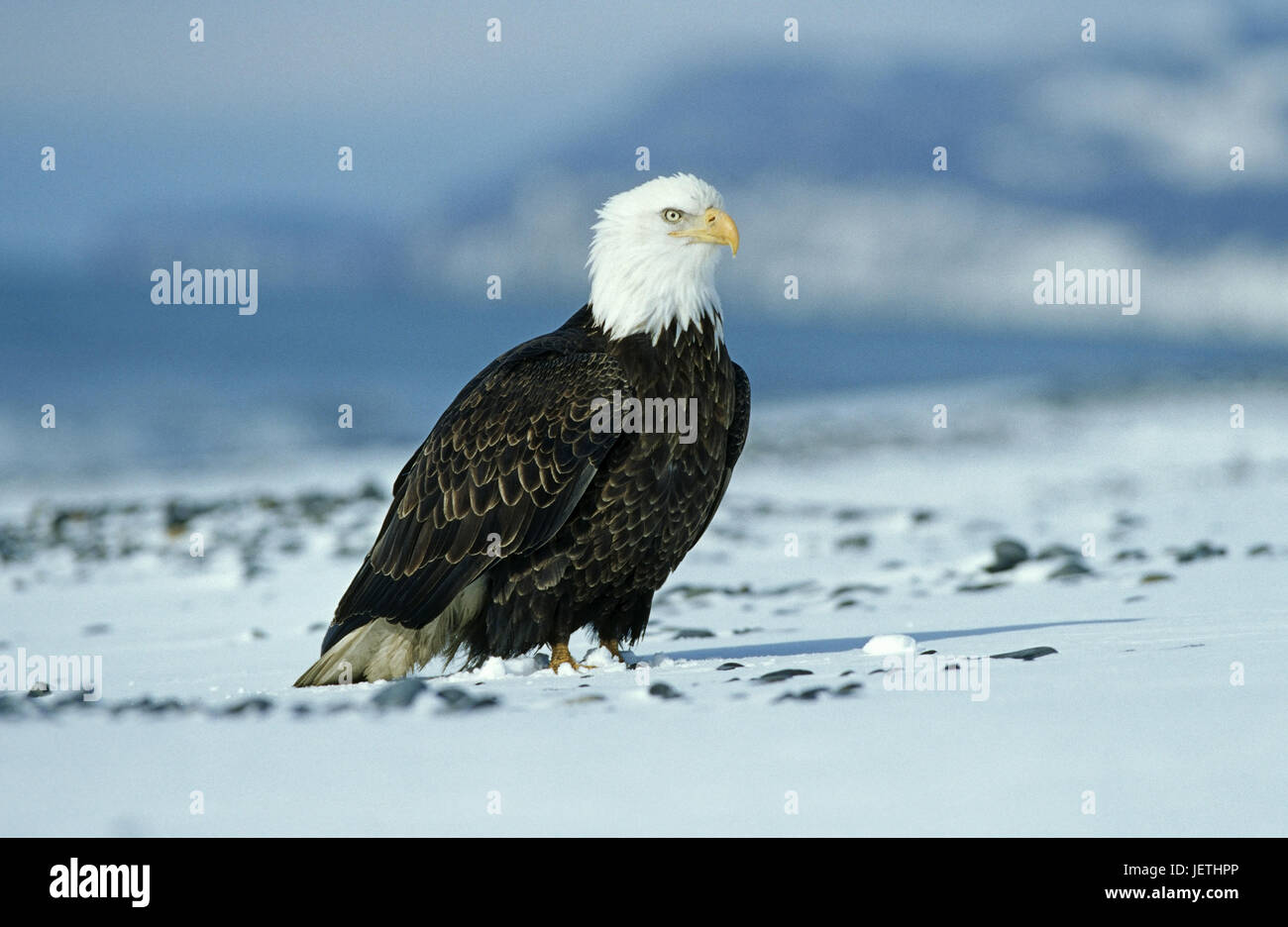 Soon eagle snow hi-res stock photography and images - Alamy