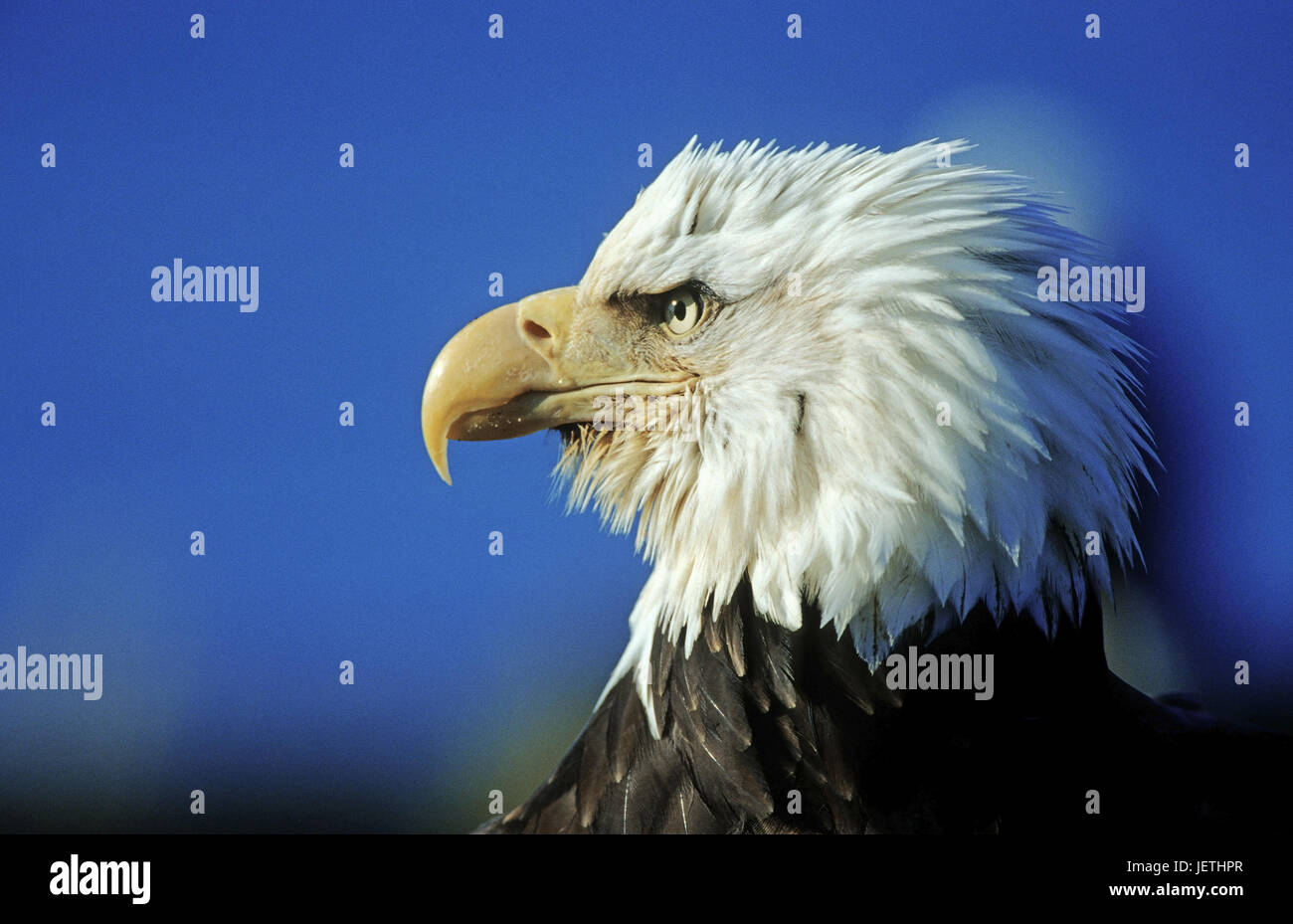 White head lake eagle, Haliaeetus leucoephalus, Weisskopfseeadler - Haliaeetus leucoephalus Stock Photo