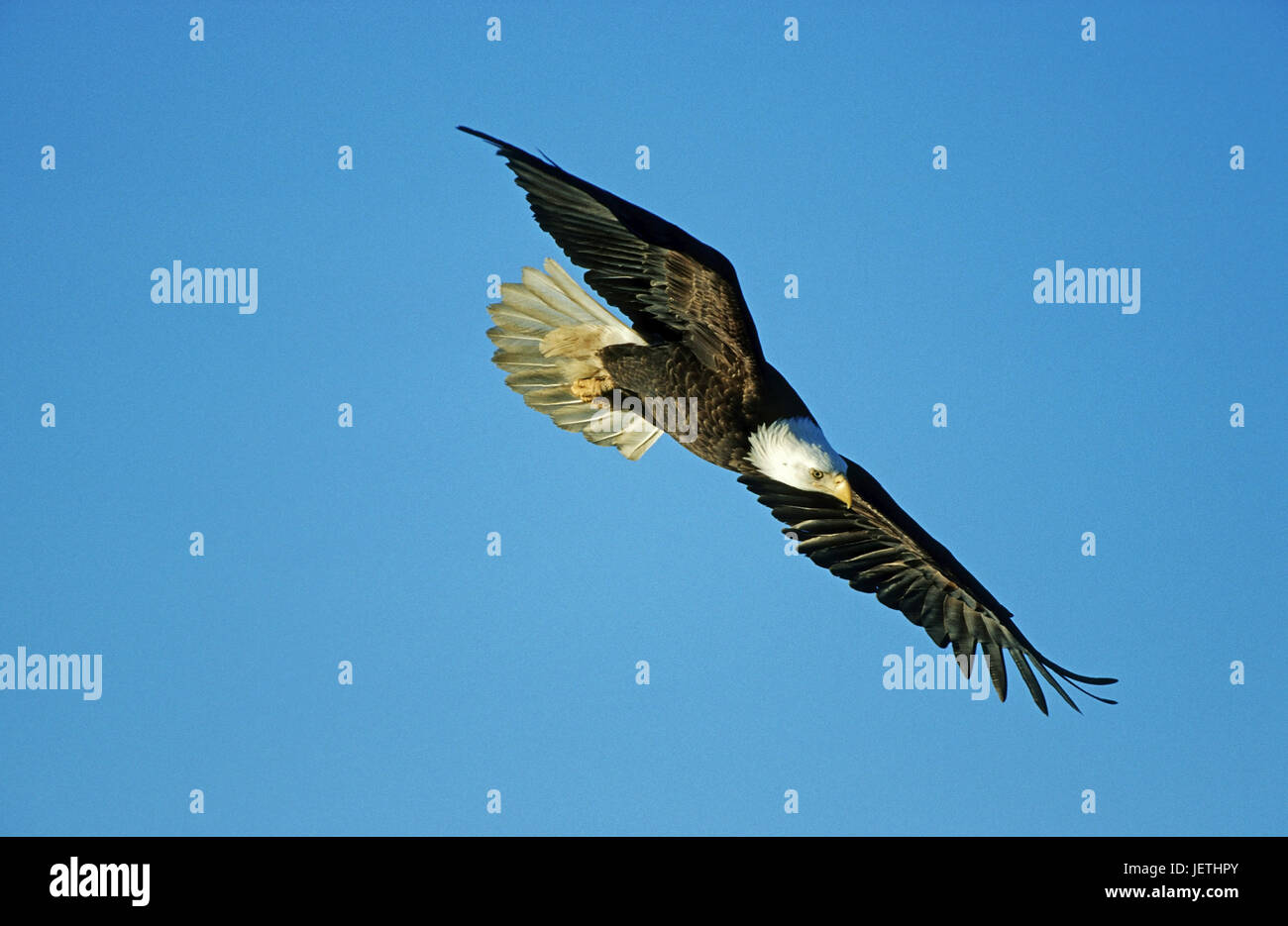 White head lake eagle, Haliaeetus leucoephalus, Weisskopfseeadler - Haliaeetus leucoephalus Stock Photo