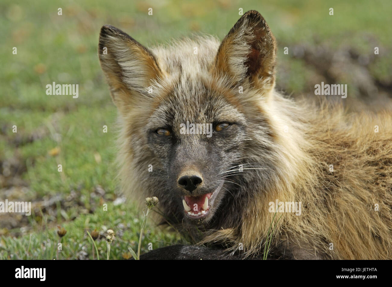 Fox, Vulpes vulpes, Denali N.P., Alaska, Fuchs (Vulpes vulpes) Stock Photo