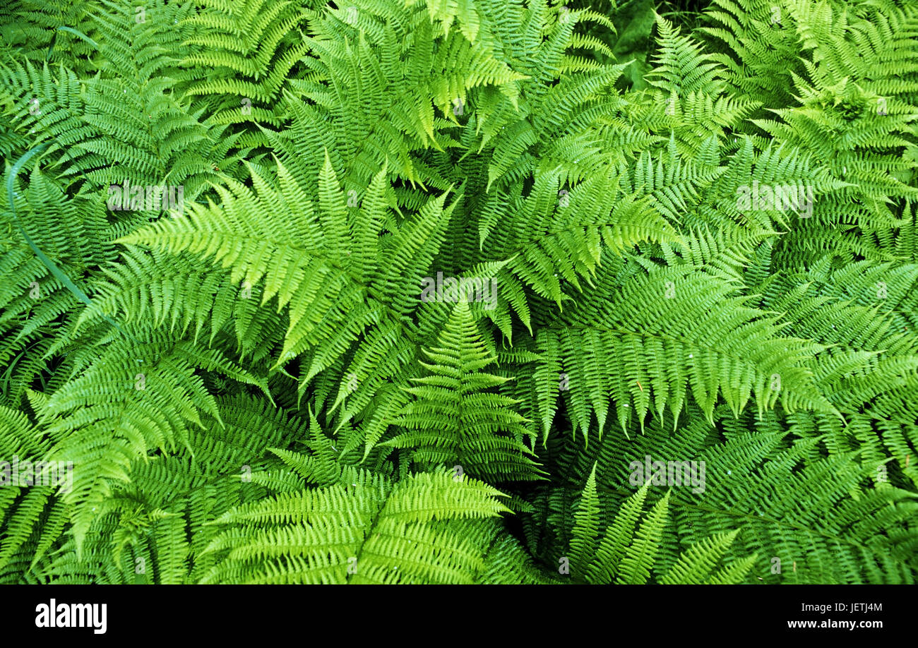 Fern grows in the Tongass rain forest, the biggest, coherent, temperate rain forest of the world, southeast Alaska, Farn wächst im Tongass Regenwald,  Stock Photo