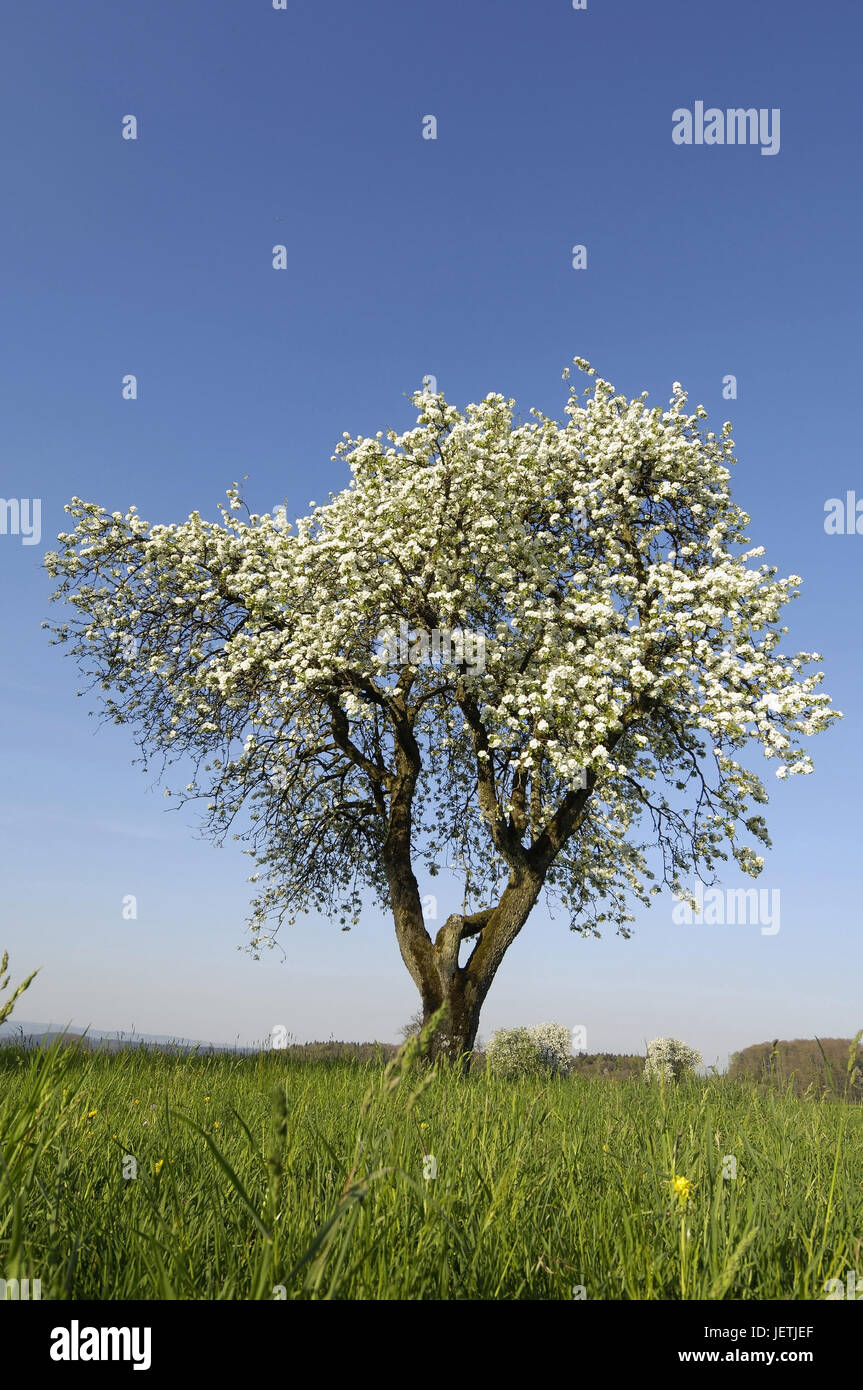 Apple Tree In The Blossom Apfelbaum In Der Blute Stock Photo