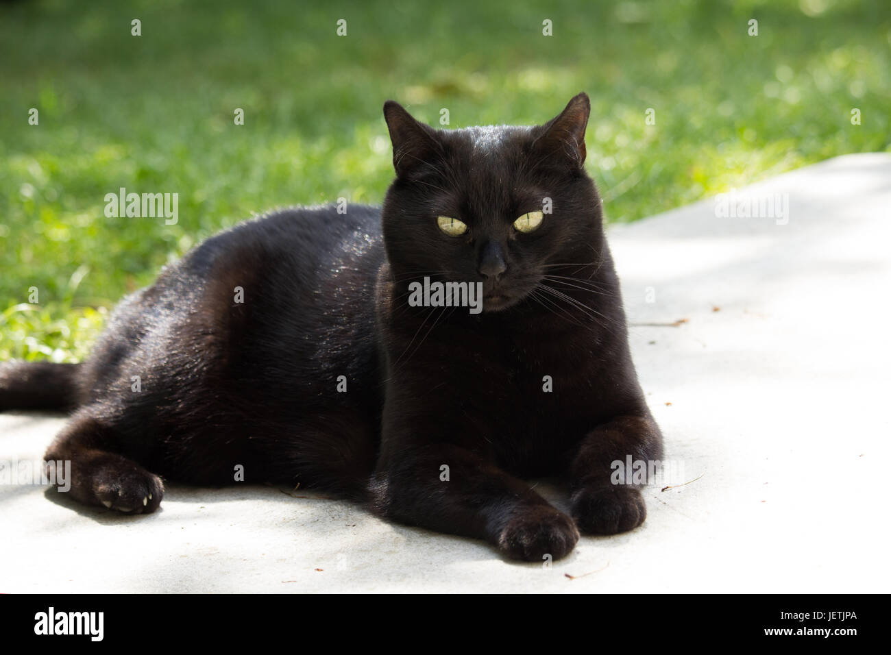 Black Cat in the Garden Stock Photo - Alamy