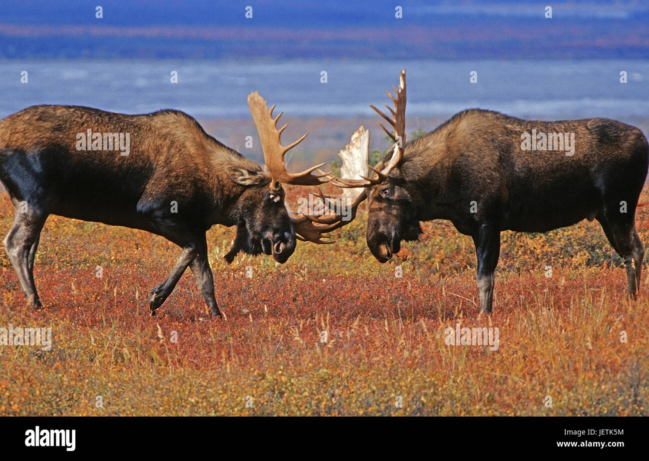 Elk's bulls in the rut, Denali N.P., Alaska, Elchbullen in der Brunft - Denali N.P. Stock Photo