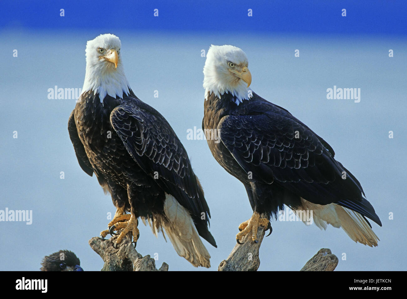 Two white head lake eagles hi-res stock photography and images - Alamy