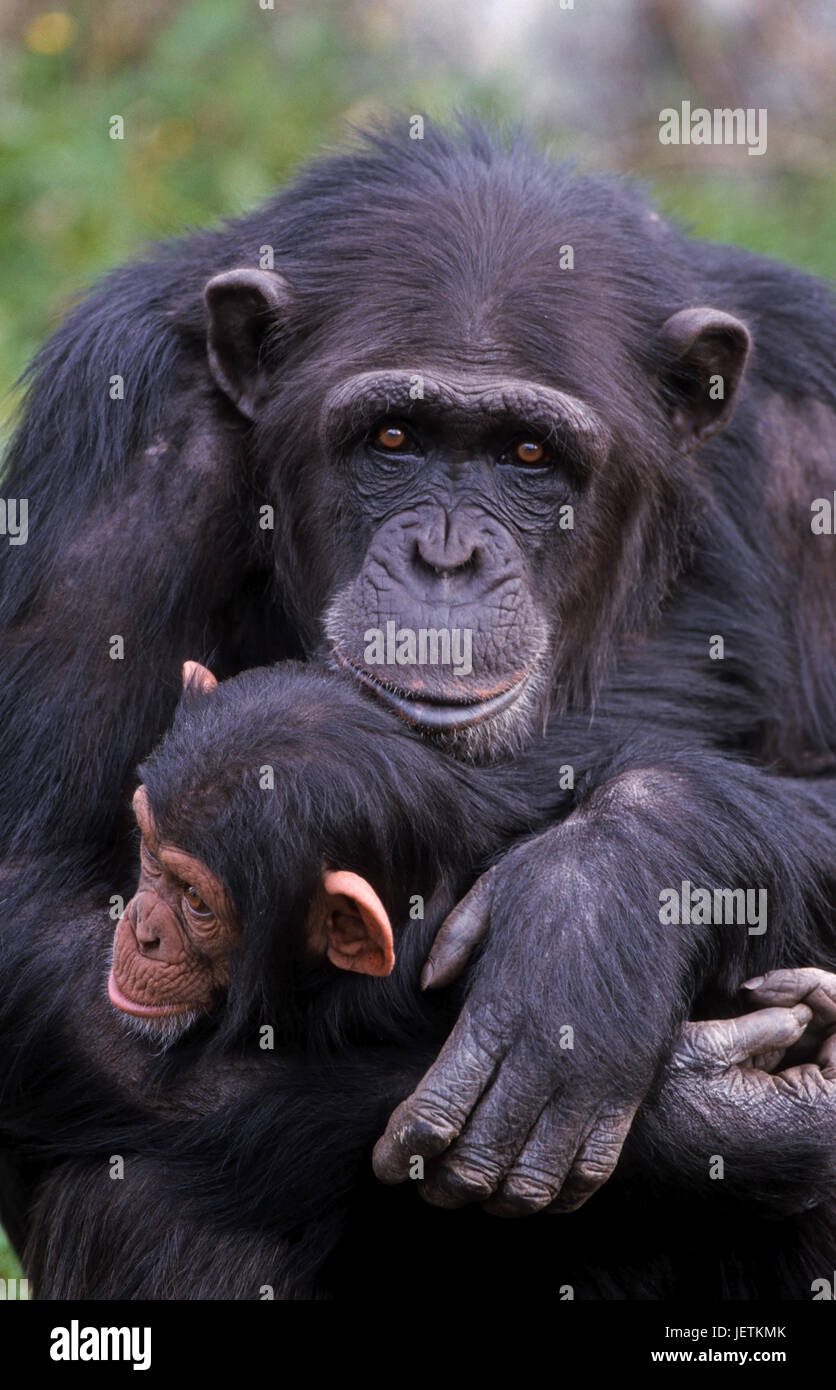 Chimpanzee, Pan troglodytes, Schimpanse (Pan troglodytes Stock Photo Alamy