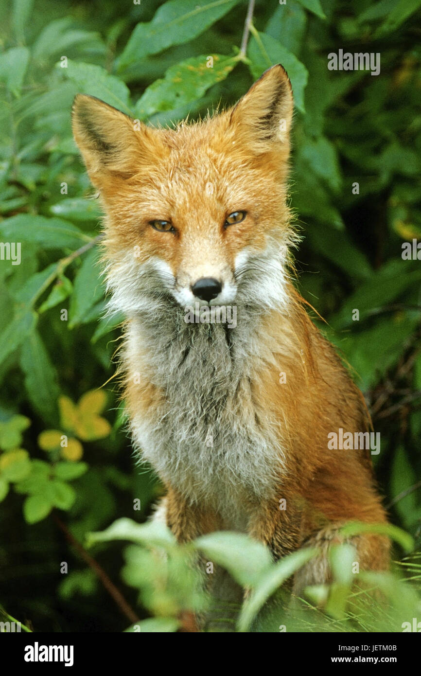 Fox, Vulpes vulpes, Denali N.P., Alaska, Fuchs (Vulpes vulpes) Stock Photo