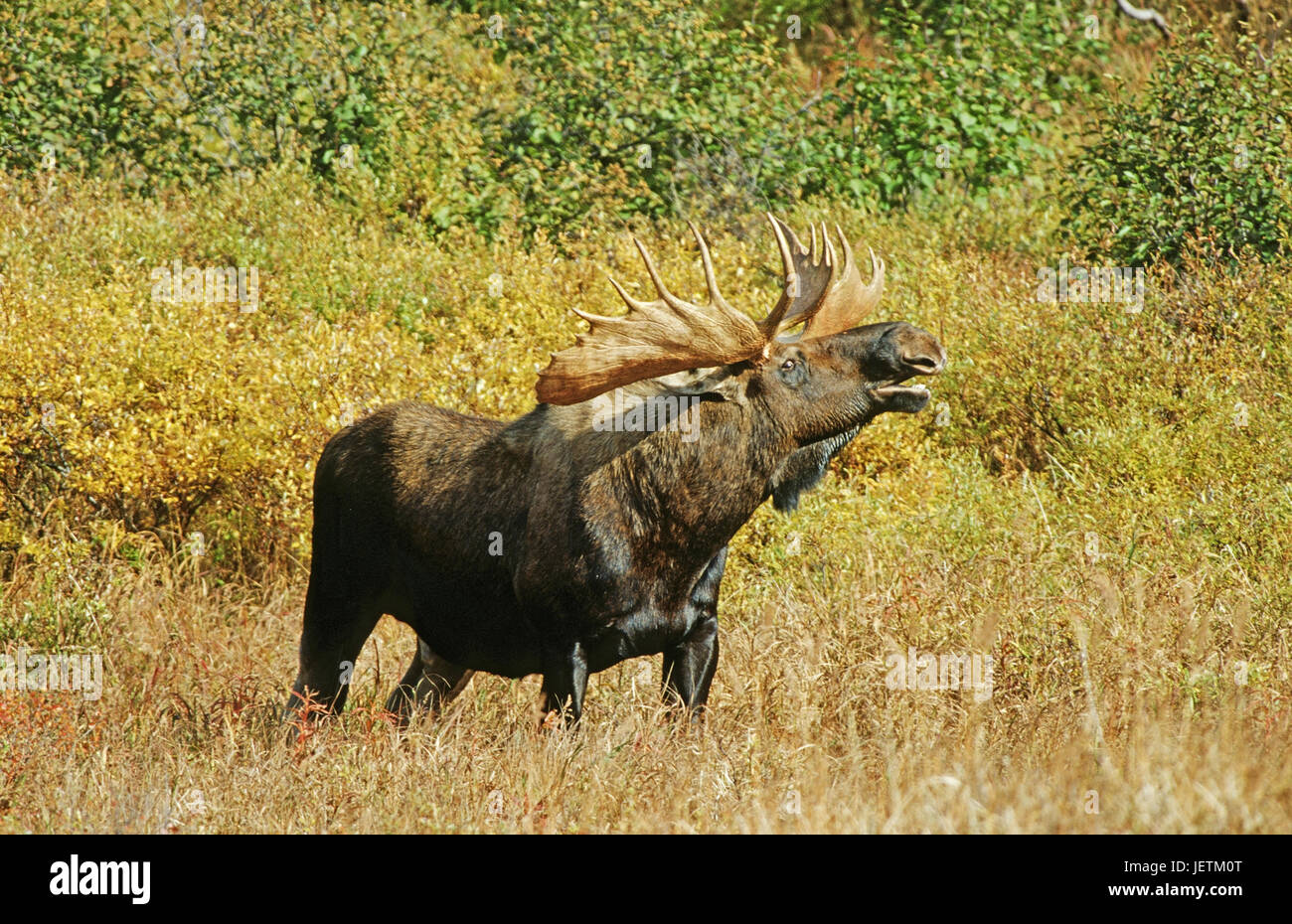 Elk, Alces alces, Denali N.P., Alaska, Elch (Alces alces) Stock Photo