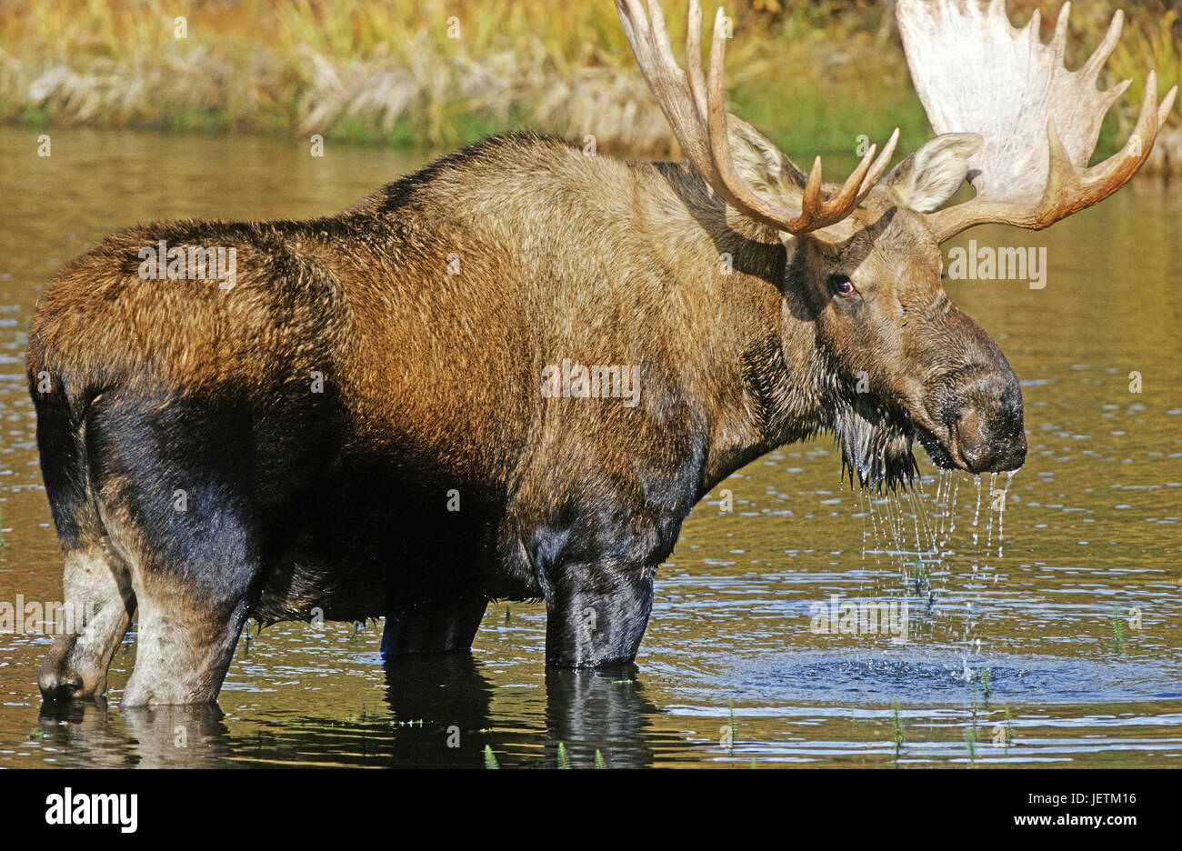 Elk, Alces alces, Denali N.P., Alaska, Elch (Alces alces) Stock Photo