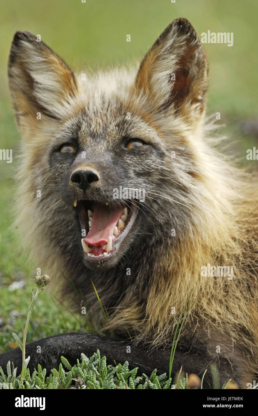 Fox, Vulpes vulpes, Denali N.P., Alaska, Fuchs (Vulpes vulpes) Stock Photo