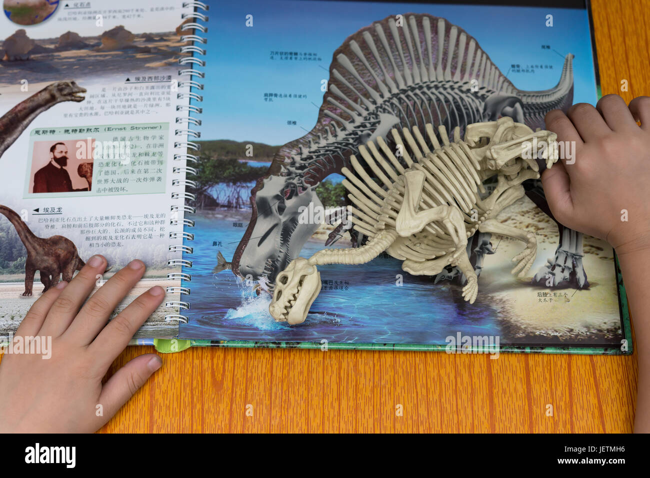 Spinosaurus skeleton hi-res stock photography and images - Alamy