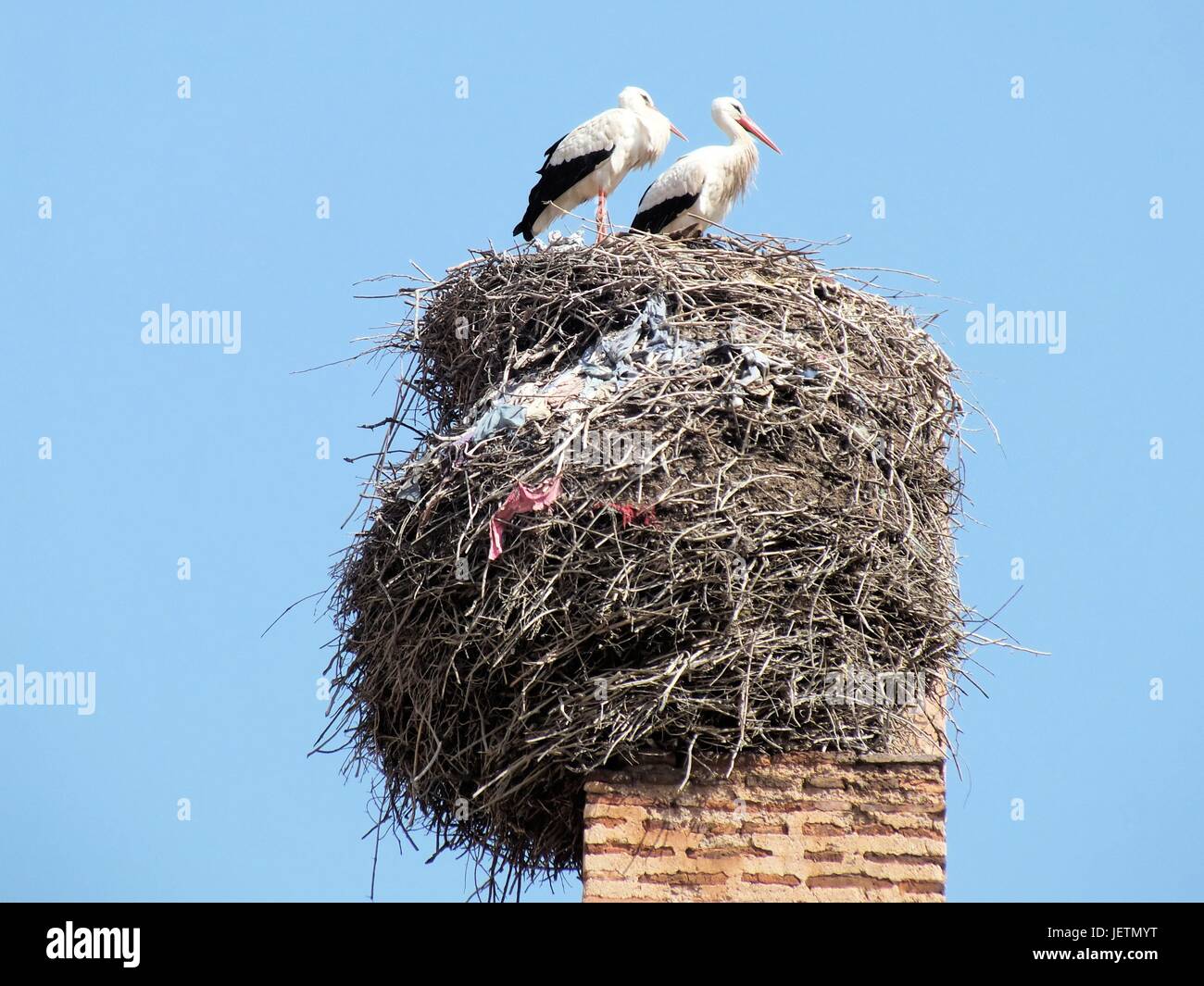 Storks nesting on a tower above the old town of Marakesh | usage ...