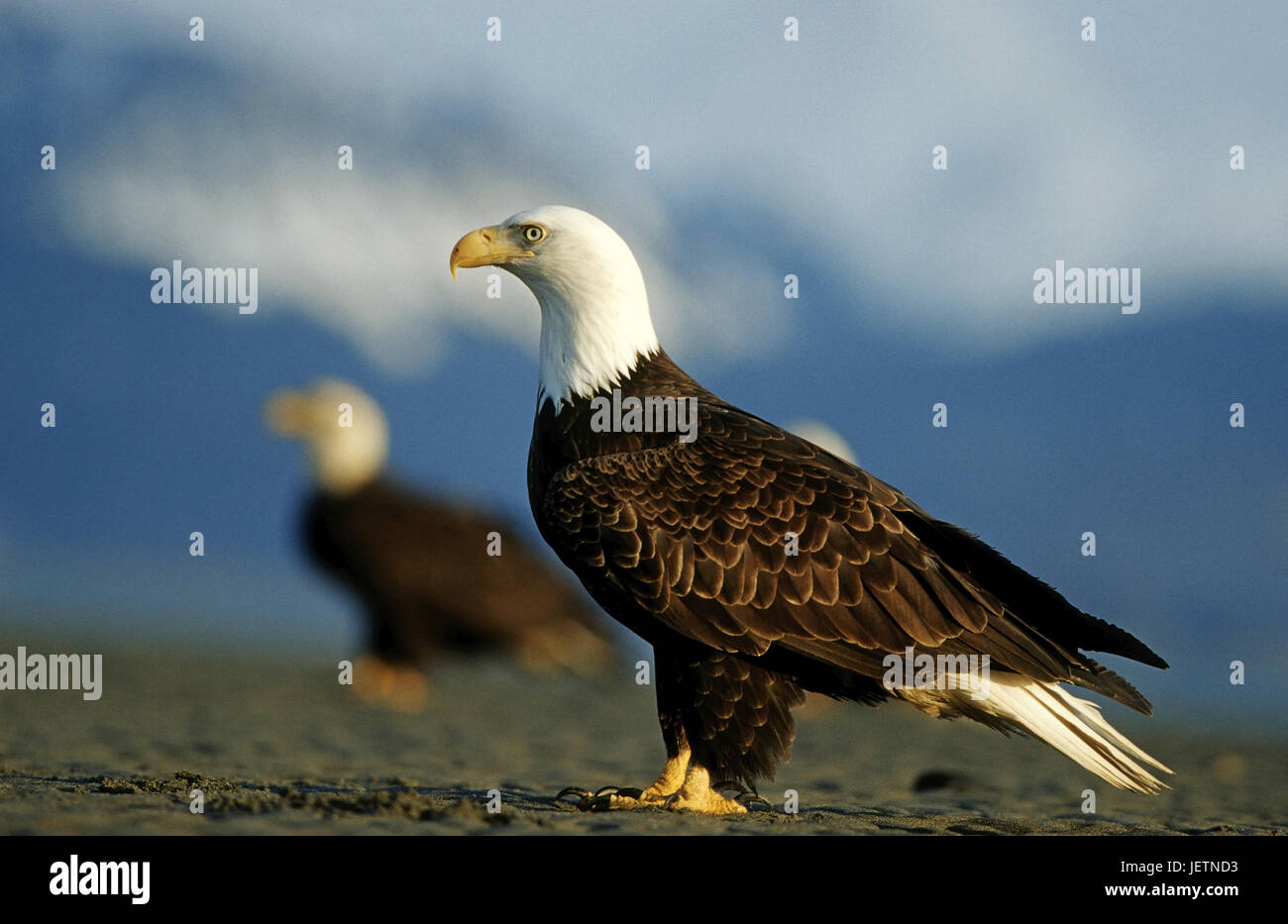 White head lake eagle hi-res stock photography and images - Alamy