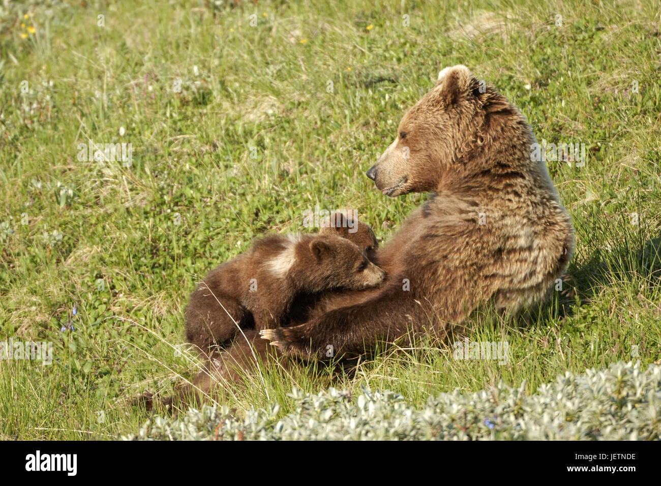 Brown she-bear nurses twins, Braunbaerin saeugt Zwillinge Stock Photo