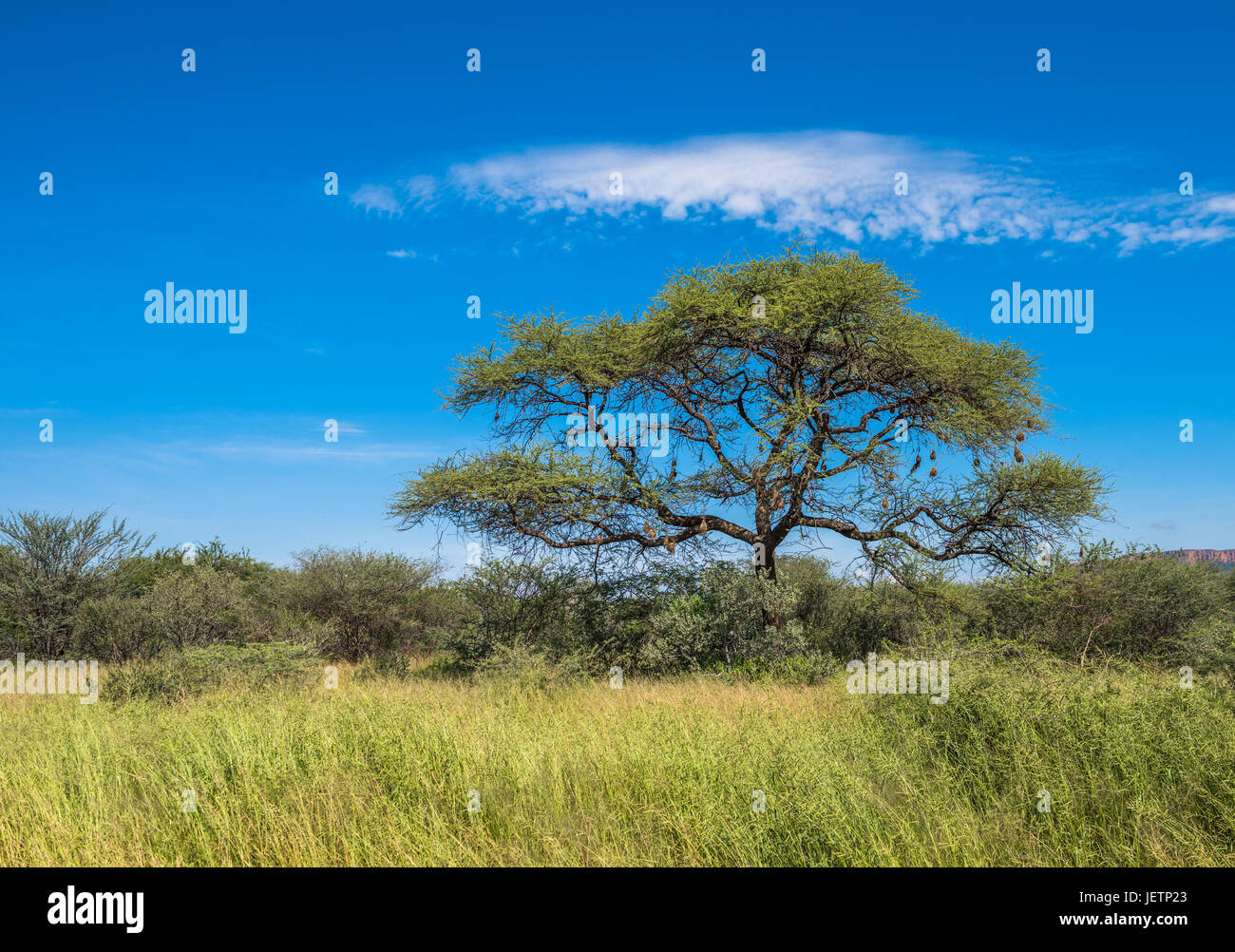 African savanna trees and grass hi-res stock photography and images - Alamy