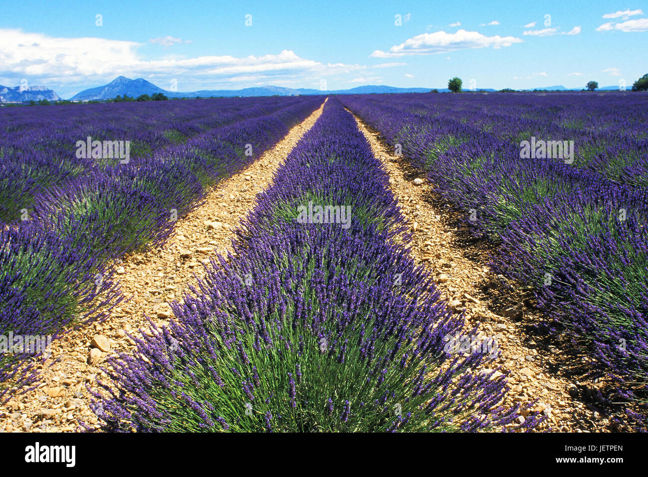 Blossoming lavender field, Provence, France, Bluehendes Lavendelfeld, Frankreich Stock Photo