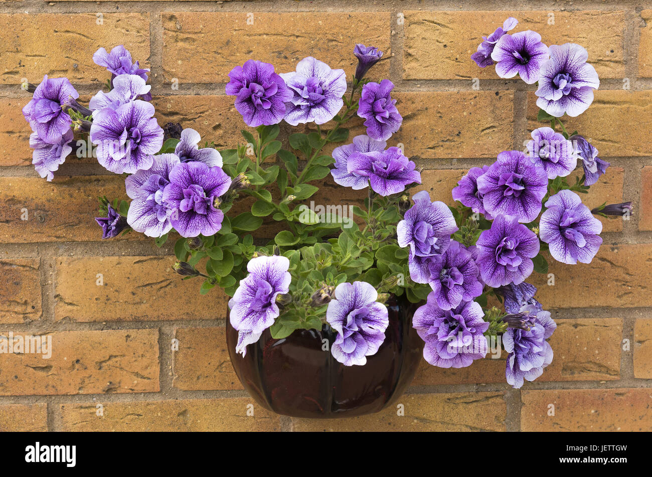 Beautiful summer flowering purple surfina petunia plants in a wall mounted container. Stock Photo