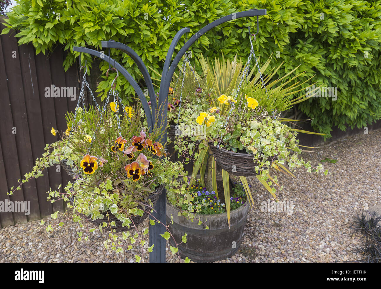 Multi-hanging basket with winter flowering pansies and ivy. Stock Photo