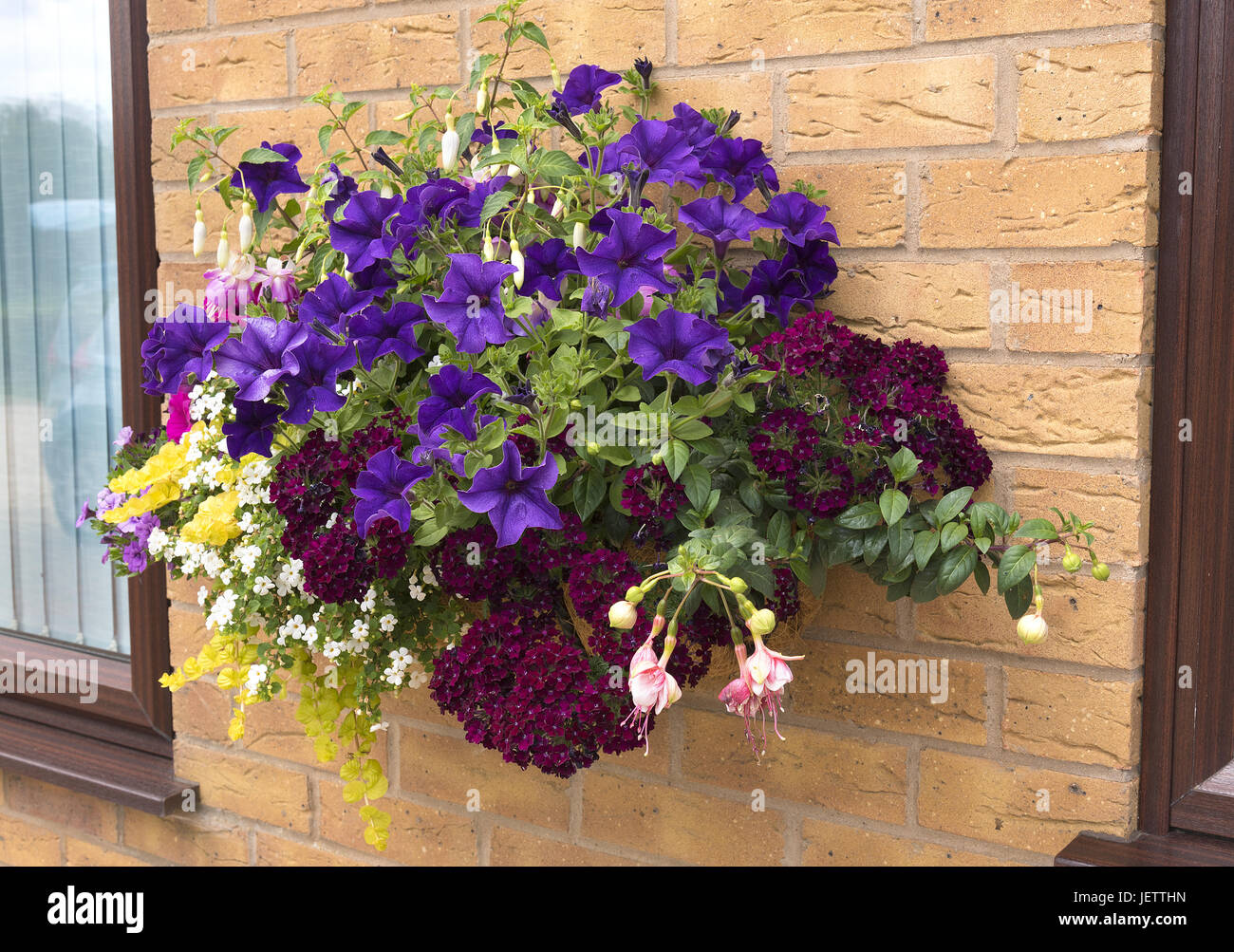 Mature summer hanging basket of flowers attached to a brick wall. Stock Photo