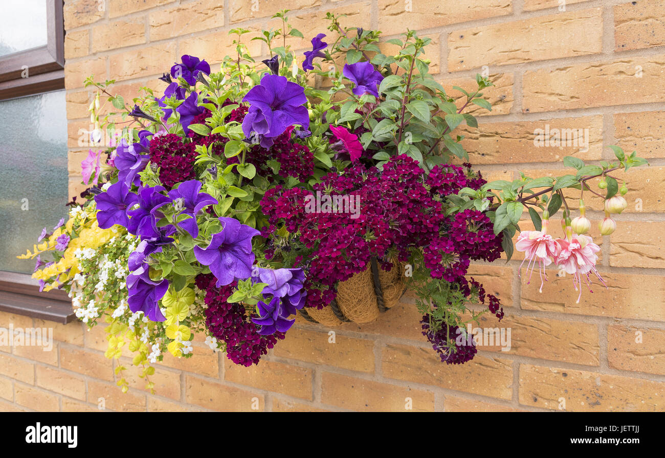 Mature summer hanging basket of flowers attached to a brick wall. Stock Photo