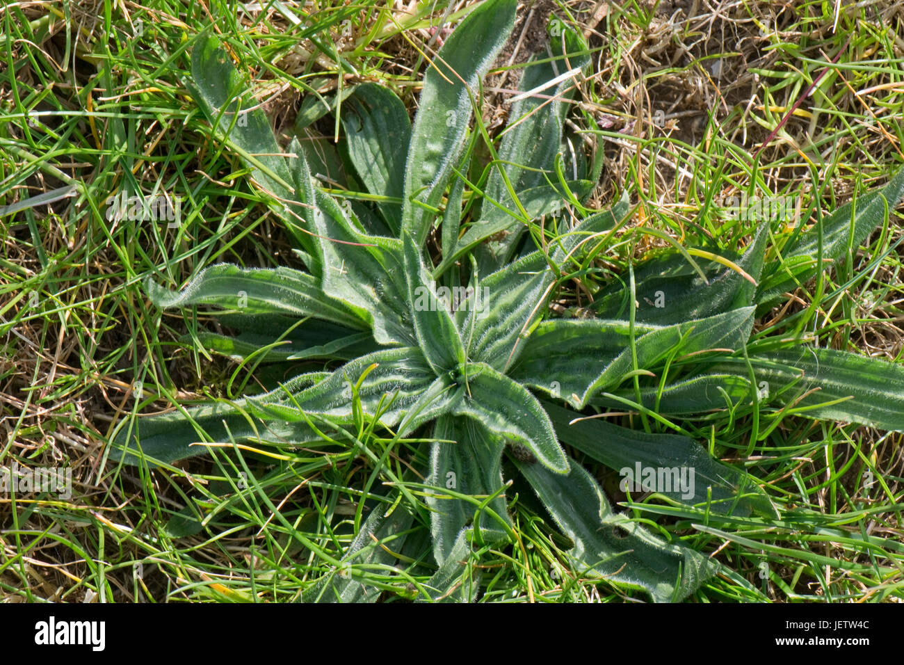 Ribwort plantain, Plantago lanceolata, leaf rosettes in weedy rough lawn grass, Berkshire, April Stock Photo