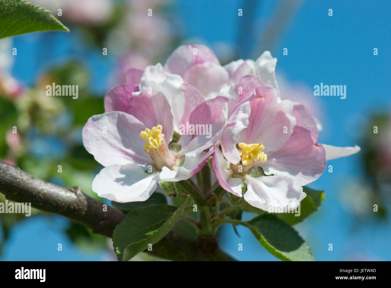 Pink white delicate apple flowers blooming on a fine spring day against a blue sky, Berkshire, May Stock Photo