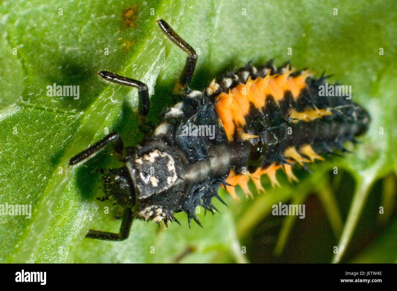 Photomicrograph of a harlequin or Asian ladybird, Harmonia axyridis, larva, predator of aphids and other small arthropods. Stock Photo