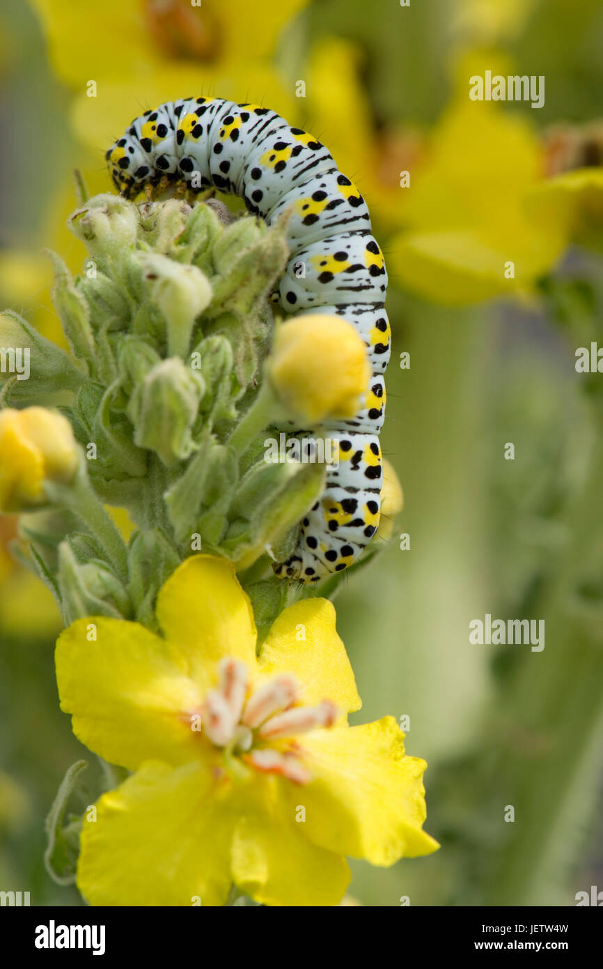 Mullein moth, Cucullia verbasci, caterpillar feeding on large yellow ornamental garden mullein, Verbascum sp.,  Berkshire, June Stock Photo