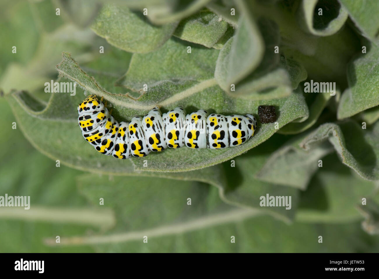 Mullein moth, Cucullia verbasci, caterpillar feeding on large yellow ornamental garden mullein, Verbascum sp.,  Berkshire, June Stock Photo