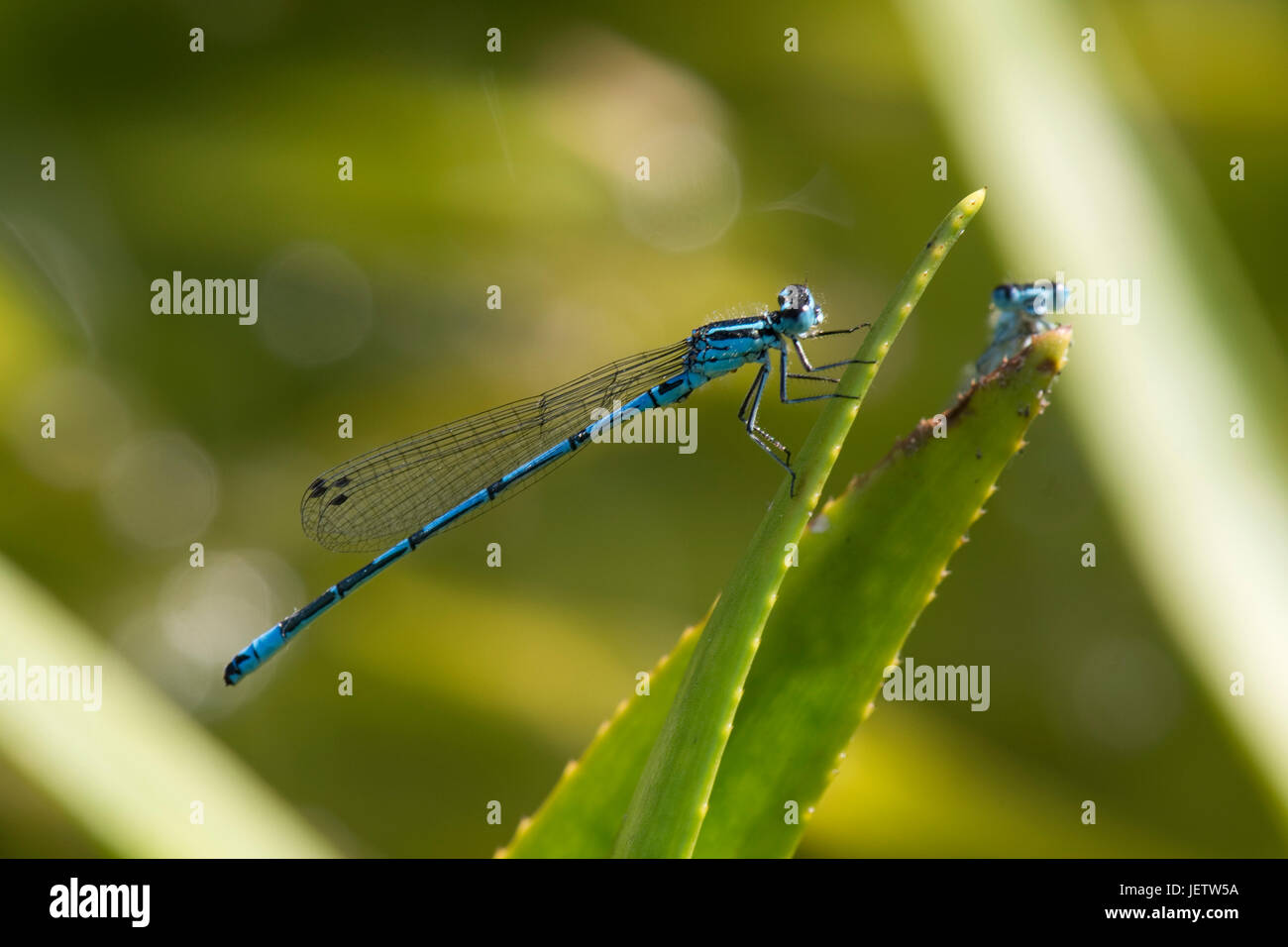 Male common blue damselfly, Enallagma cyathigerum, and another on the leaf of a water soldier, Stratiotes, in a garden pond, Berkshire, June Stock Photo