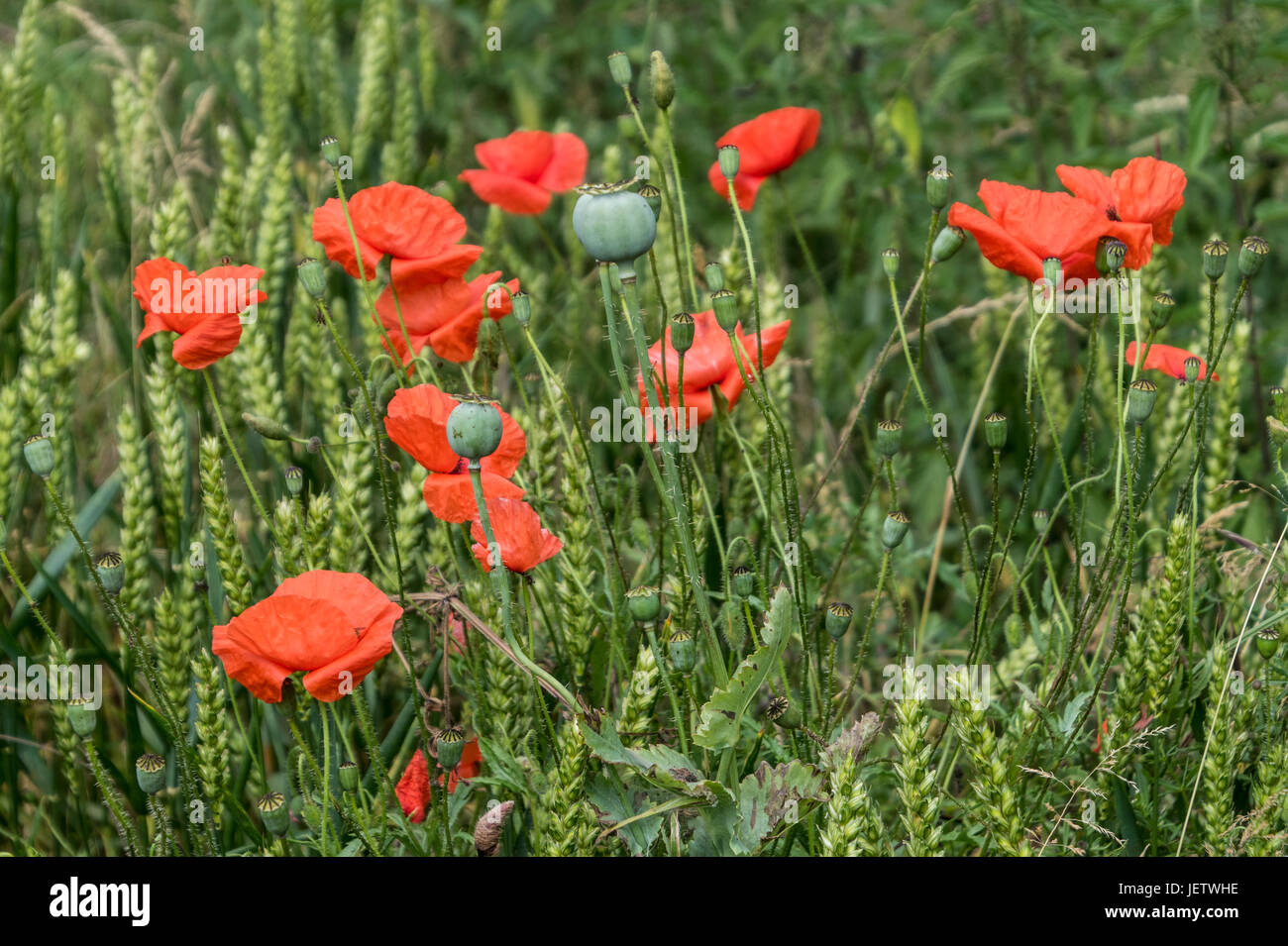 Red Poppy and wheat Stock Photo - Alamy