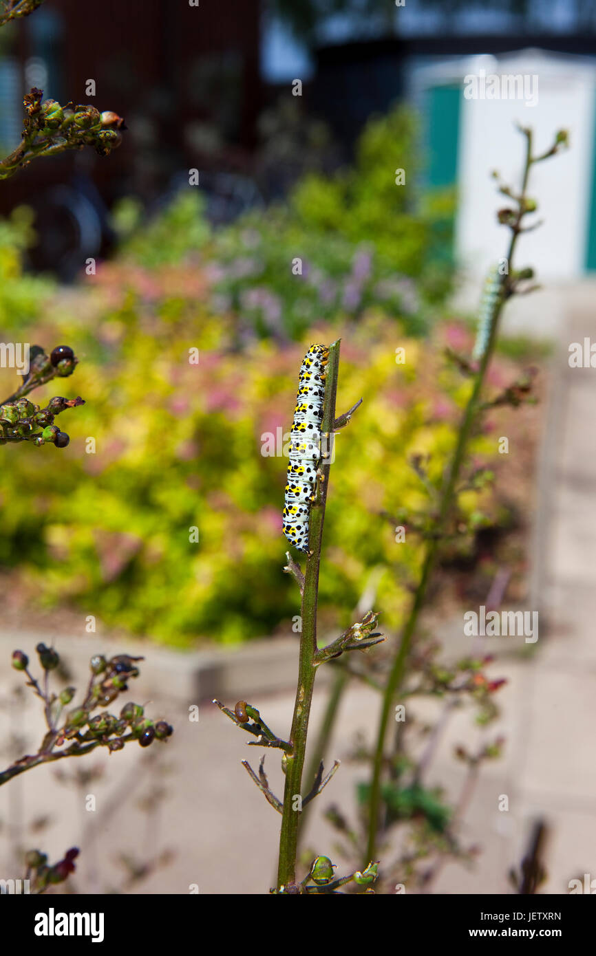 a mullein moth caterpillar cucullia verbasci on figwort plant in summer Stock Photo