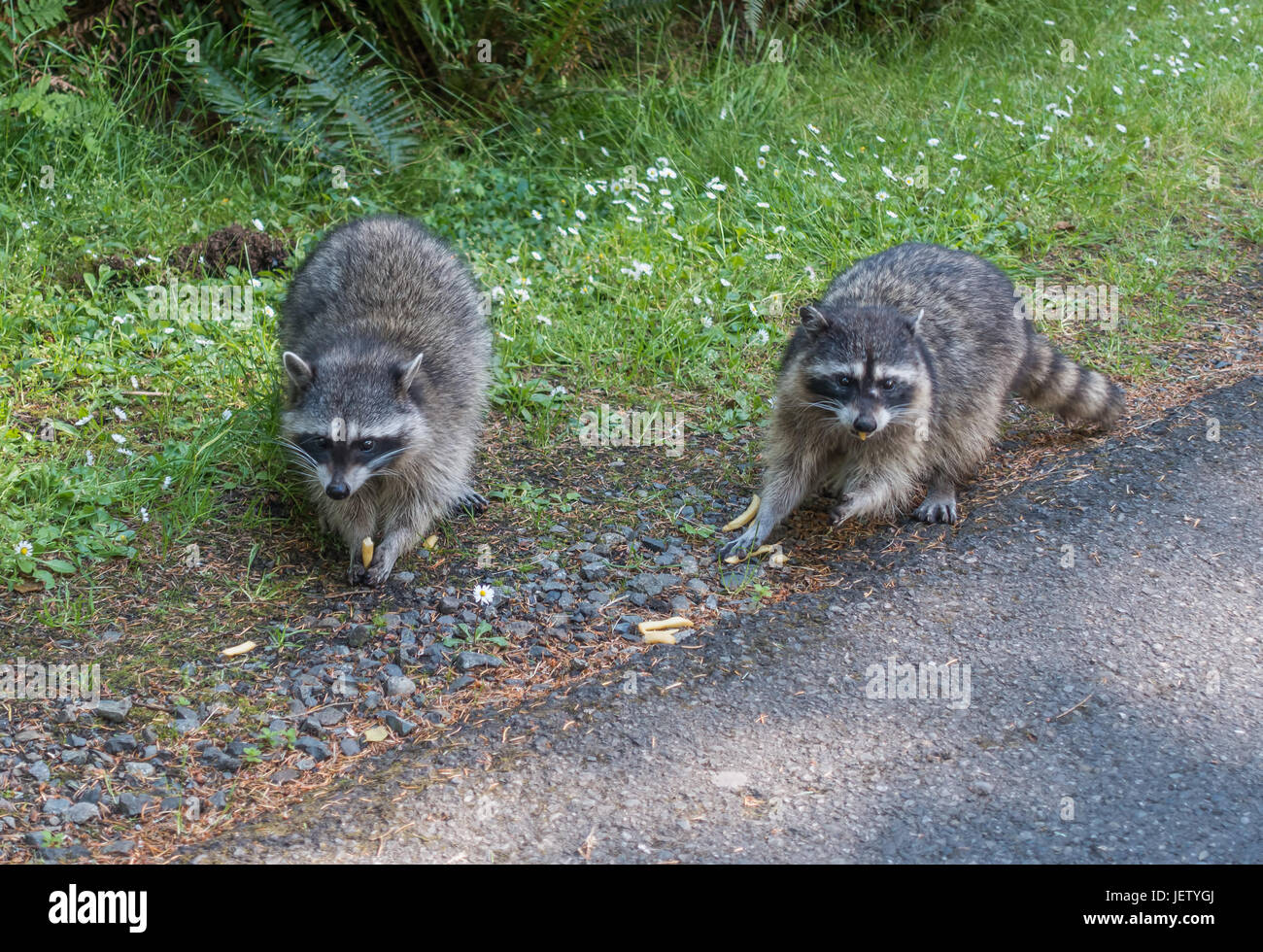 A View Of Two Raccoons On The Side Of The Road At Point Defiance Park 
