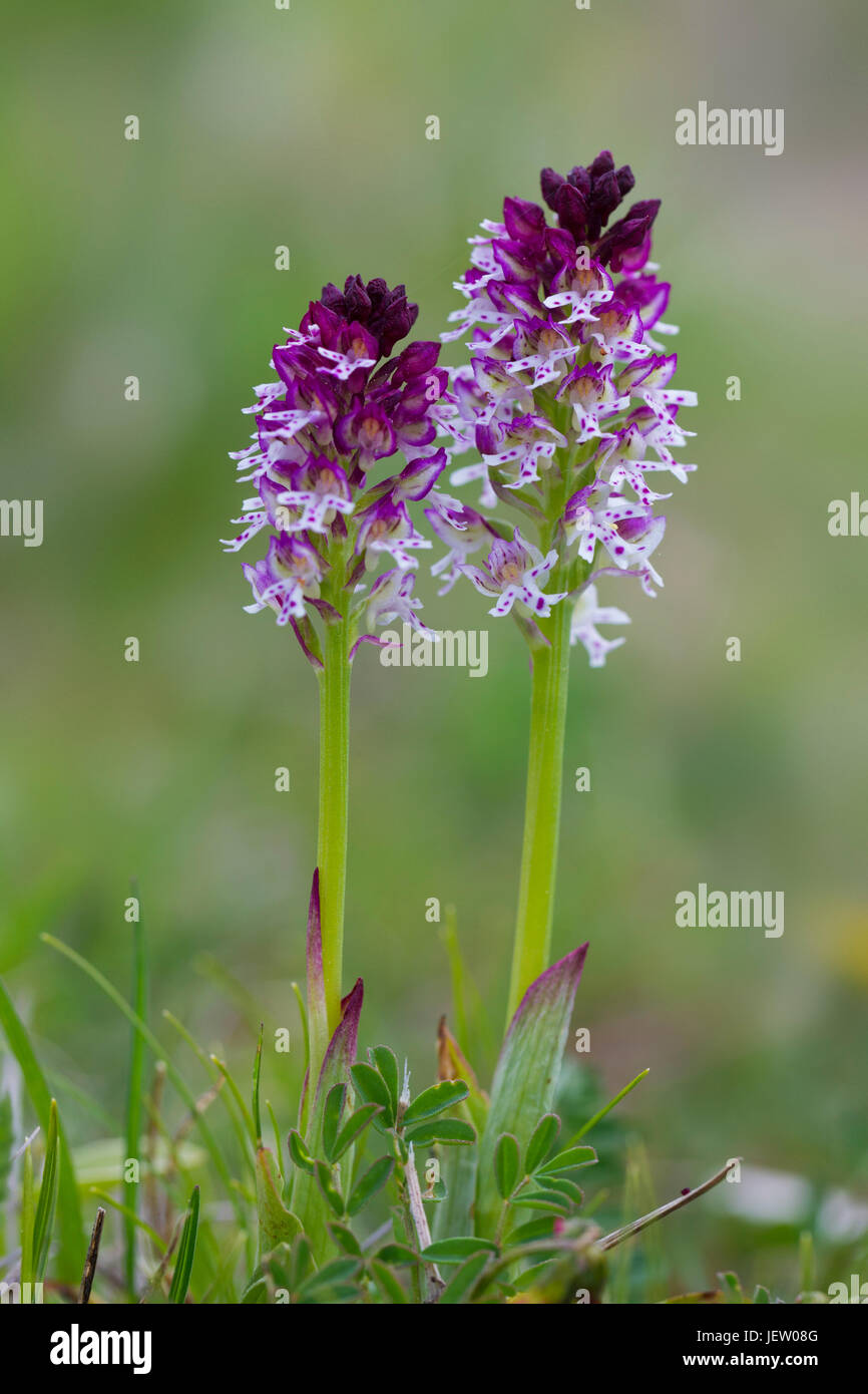 Burnt orchids / burnt-tip orchid (Neotinea ustulata / Orchis ustulata) in flower Stock Photo