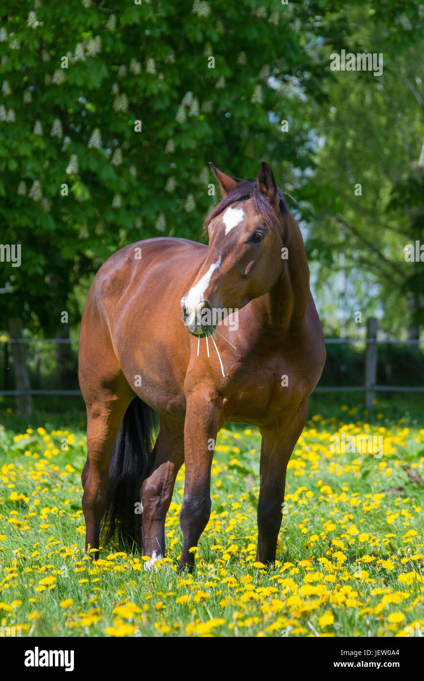 Bay coloured Trakehner horse, East Prussian warmblood breed of horse in field, Germany Stock Photo