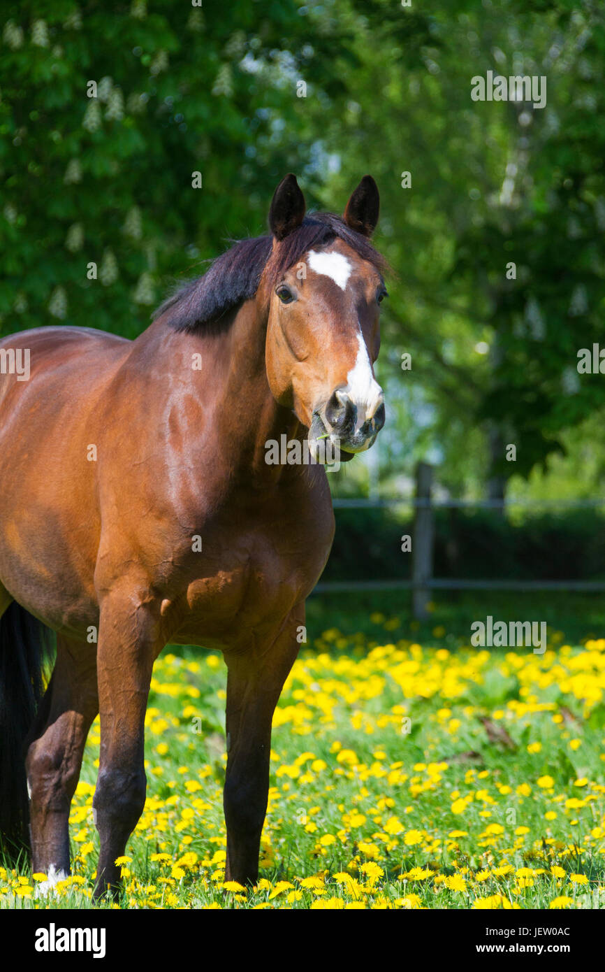 Bay coloured Trakehner horse, East Prussian warmblood breed of horse in field, Germany Stock Photo