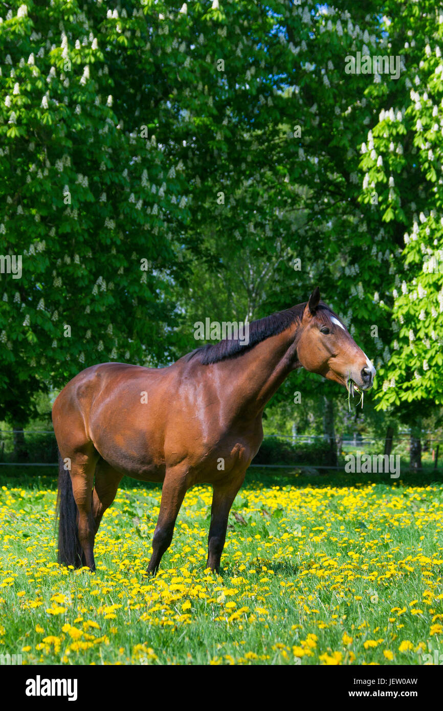 Bay coloured Trakehner horse, East Prussian warmblood breed of horse in field, Germany Stock Photo