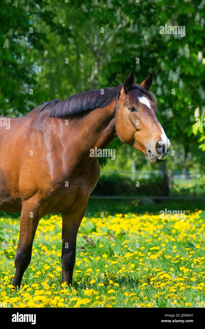 Bay coloured Trakehner horse, East Prussian warmblood breed of horse in field, Germany Stock Photo