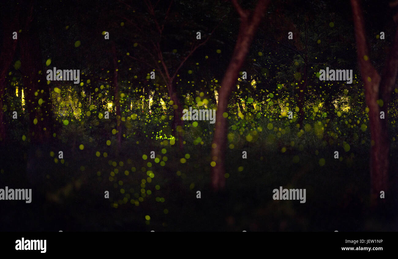 Fireflies in the summer at forest near Bangkok city, Thailand Stock Photo